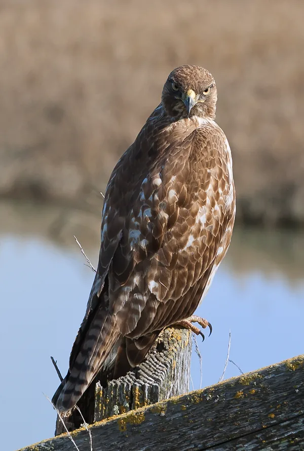 Young Hawk