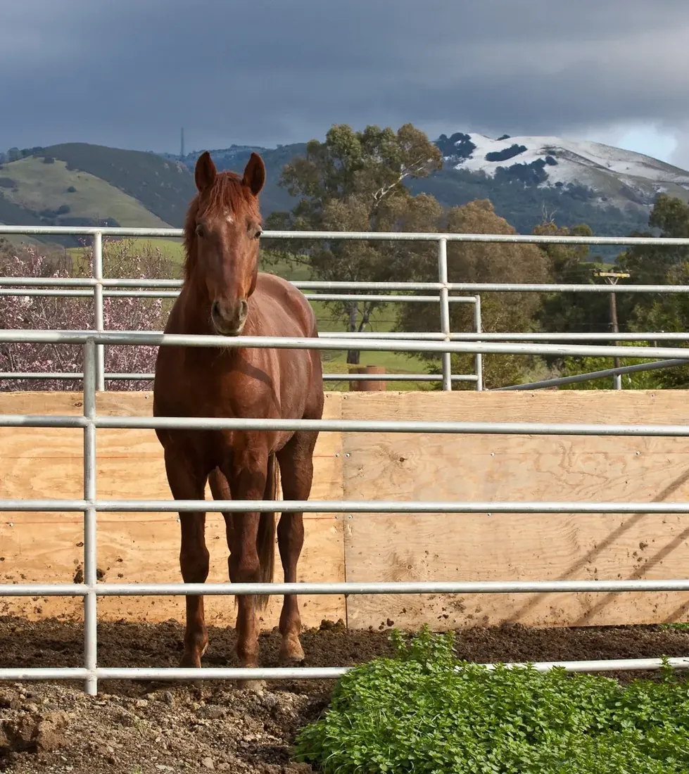 Snowy Mountain Arabian