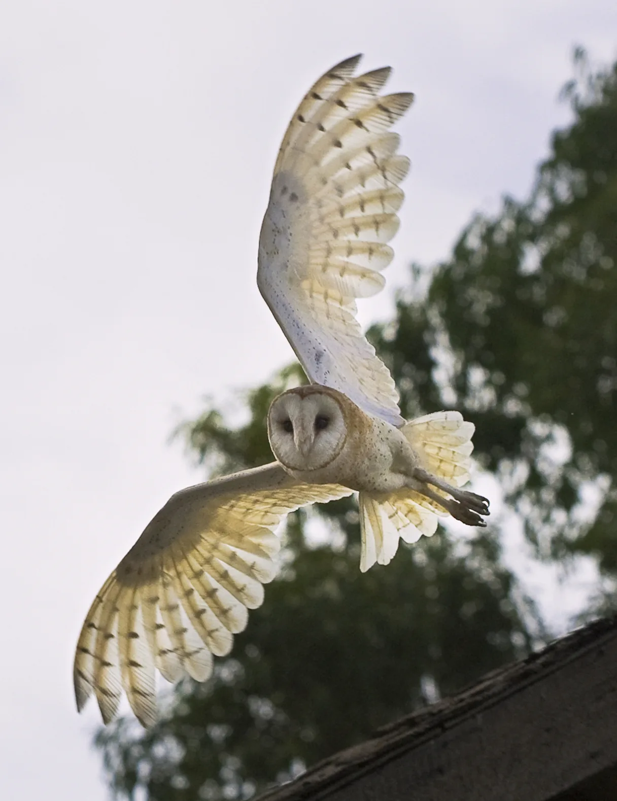 Guadalupe Mines Owl