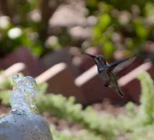 Carmel Valley Hummingbird