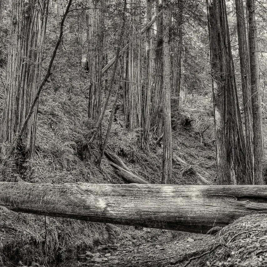 Muir Woods