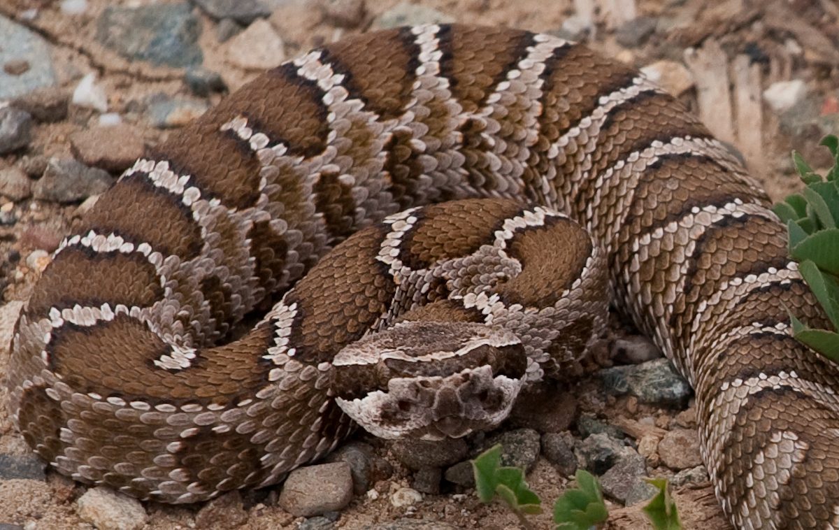 Rattlesnake