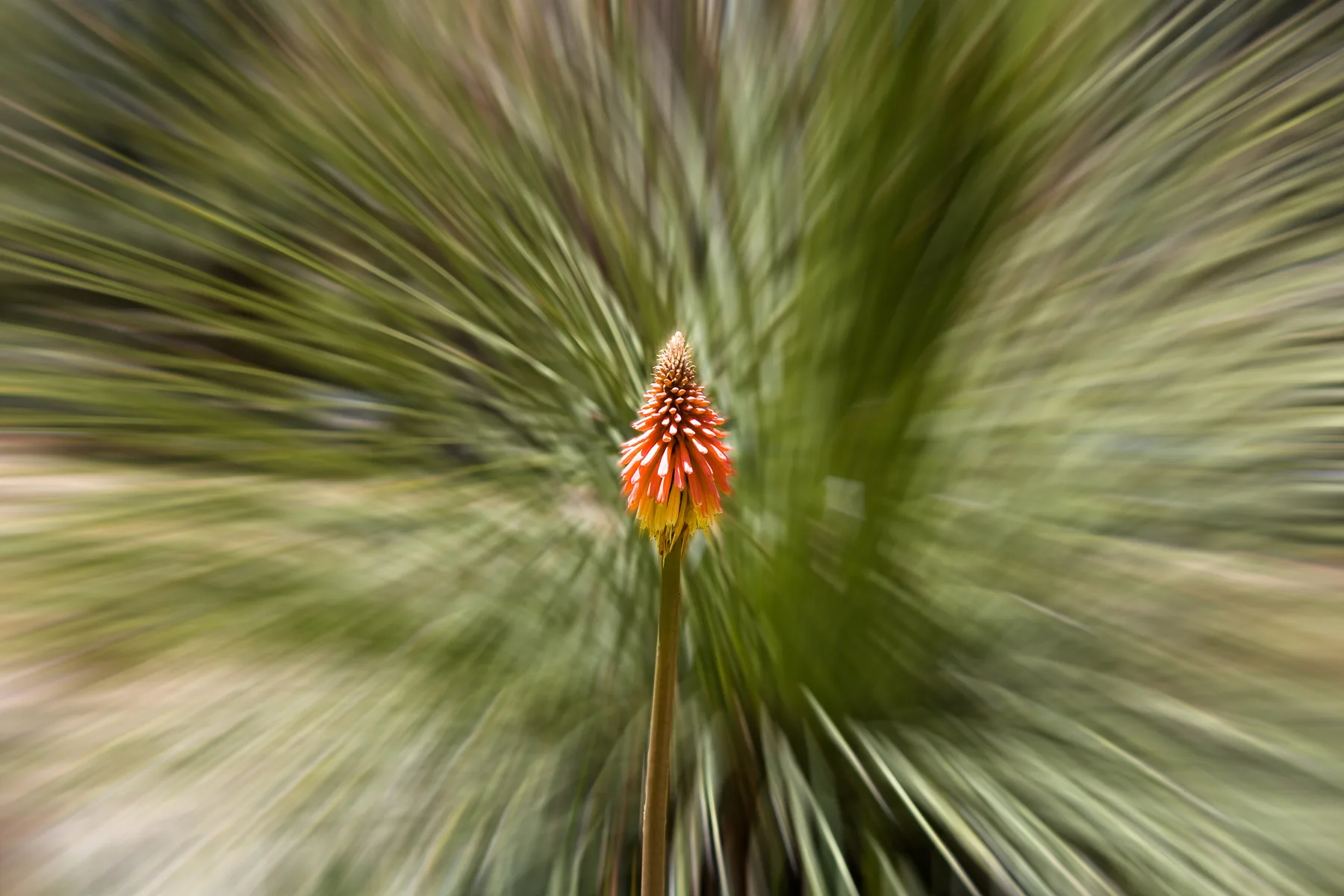 Nature No. 4